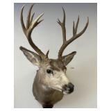 14 Point Taxidermy Buck Head Mount.