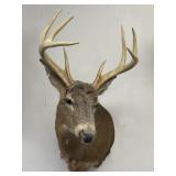 8-Point Taxidermy Buck Head Mount.