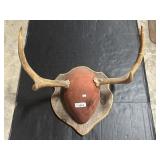 Large Mounted Deer Antlers,