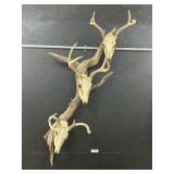 Taxidermy Deer Skulls w/ Antlers.