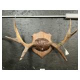 Mounted Taxidermy Moose Antlers.