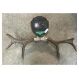 Taxidermy Newfoundland Moose Antlers.