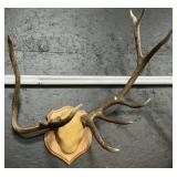 Mounted Taxidermy Elk Antlers.