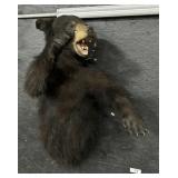 Taxidermy Black Bear Mount.