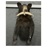 Taxidermy Black Bear Mount w/ Fish.
