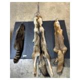 Taxidermy Pelts, Racoon, Red Fox & Coyote.