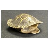 Small Taxidermy Turtle Shell.