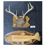 Taxidermy Mounted Trout & Deer Antlers.