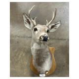 Wall Mounted Taxidermy Deer