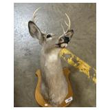 Wall Mounted Taxidermy Deer Head.