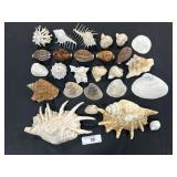 Lot Of Various Sea Shells & Sand Dollar.