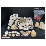 Coca-Cola Bucket, Sea Shells, Sand Dollars, Coral