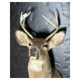 6-Point Taxidermy Buck Head Mount.