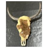Taxidermy Cow Steer Skull.