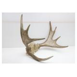 Moose Antlers- 22"