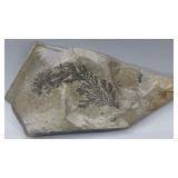 DENDRITIC Formation Fossil Stone DENDRITIC Formation Fossil Stone