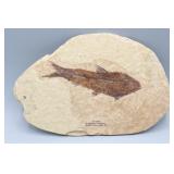 KEMMERER Fossil Wyoming Fish Stone KEMMERER Fossil Wyoming Fish Stone