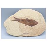 KEMMERER Fossil Wyoming Fish Stone