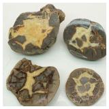 Septarian Rock Chunk Slabs