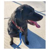 Yogi the Black Lab Needs a Home!