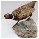 Mounted Pheasant