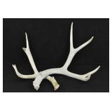 (2) Deer Antlers