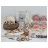 Collection of Seashells