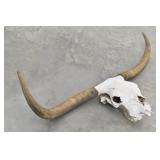 Texas Longhorn Decorative Steer Skull