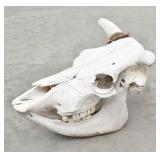 Sun Bleached Horned Cow Skull