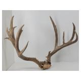Trophy Non-Typical Mule Deer Rack 28'