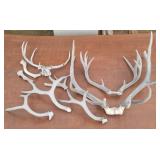 Whole Deer Antlers & Parts