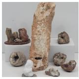 Geodes, Petrified Wood, Fossilized Snail & ...
