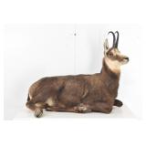 Chamois Trophy Full Body Mount