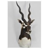 African Black Buck Trophy Shoulder Mount