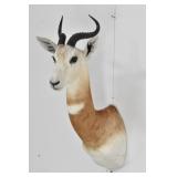 Dama Gazelle Trophy Shoulder Mount