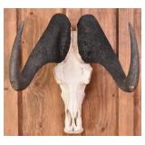 Black Wildebeest Skull Trophy Mount