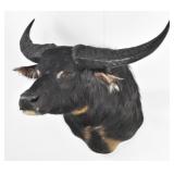 Australian Water Buffalo Trophy Shoulder Mount