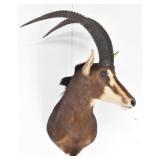African Sable Trophy Shoulder Mount