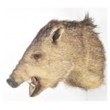 Javelina / Peccarie Trophy Shoulder Mount