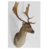European Fallow Deer Trophy Shoulder Mount