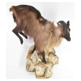 Himalayan Tahr Record Trophy Full Body Mount