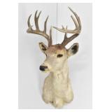 Whitetail Deer Trophy Shoulder Mount