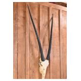 Gemsbok Skull Trophy Mount
