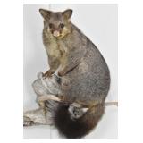 Brush Tail Australlian Possum Mount