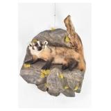Western Badger Full Body Mount