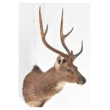 Sika Deer Trophy Shoulder Mount Taxidermy