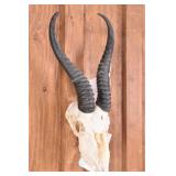 Springbuck Skull Record Trophy