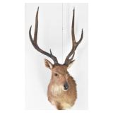Sika Deer Trophy Shoulder Mount