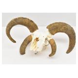 4-Horned Jacob Ram Skull Trophy Mount
