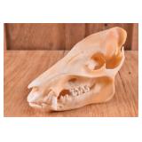 Bushpig? Skull Trophy Mount